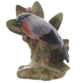 Bullfinch