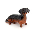 Dachshund