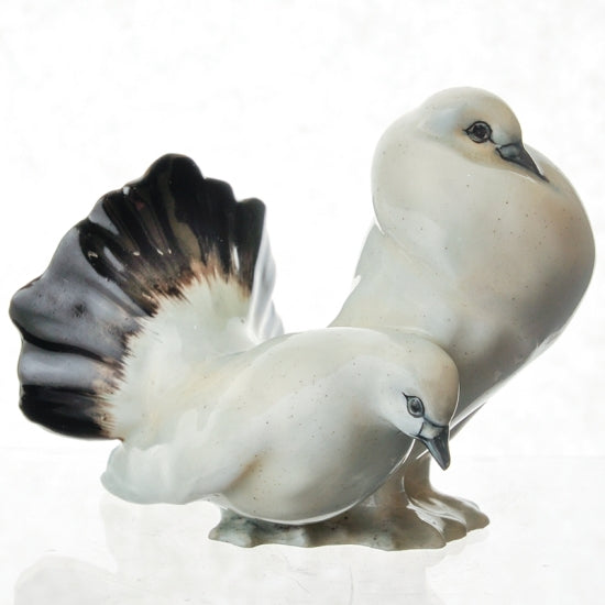 Fantail Pigeon